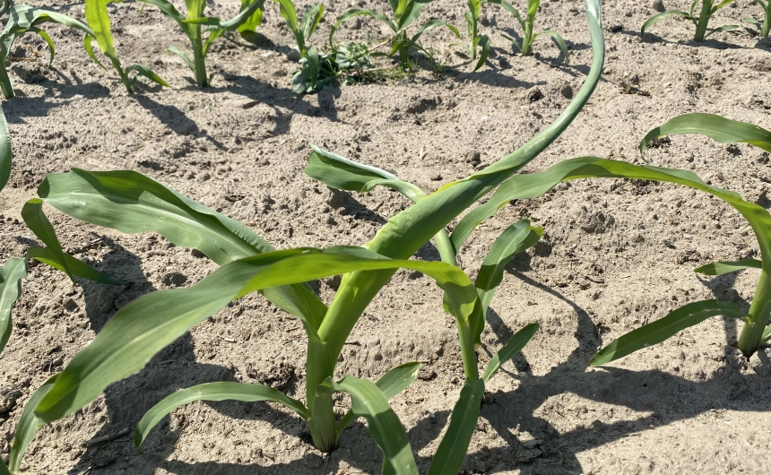 Problemy fizjologiczne - Farmko